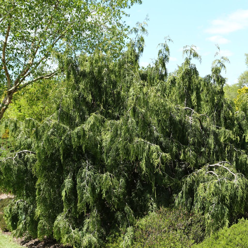 Thuja occidentalis Pendula - Arborvitae