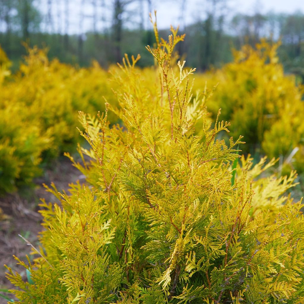 Thuja occidentalis Salland - Canadian Arborvitae