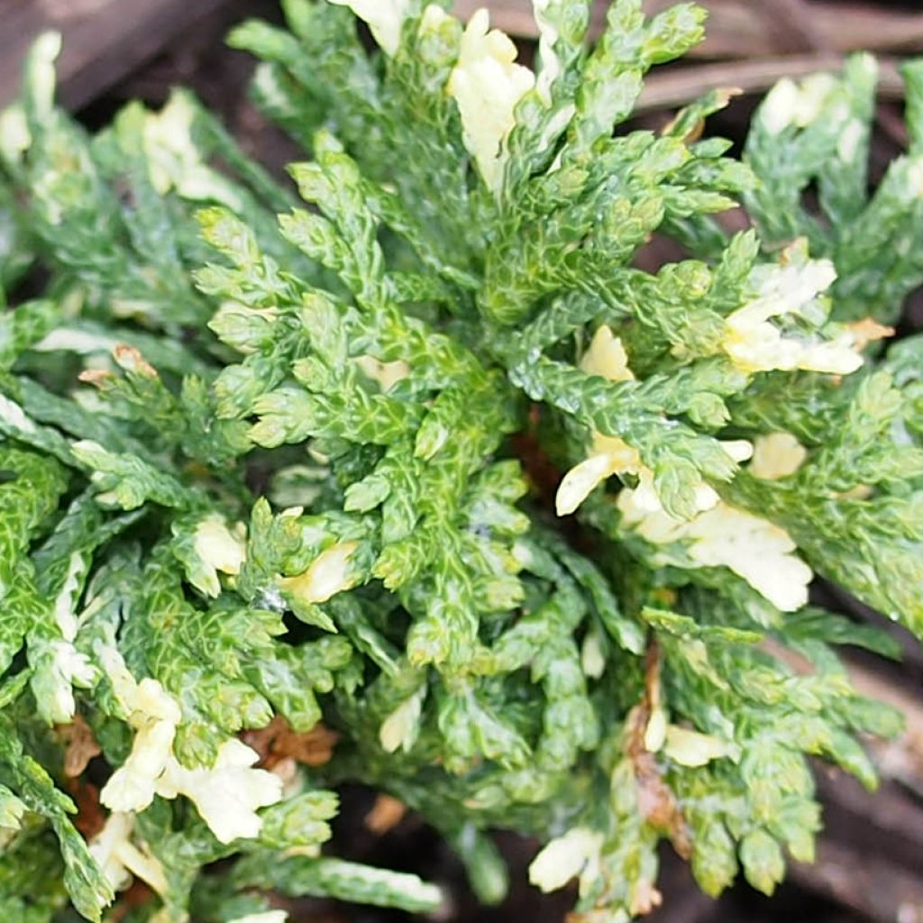 Thuja orientalis Fleck - Oriental Thuja