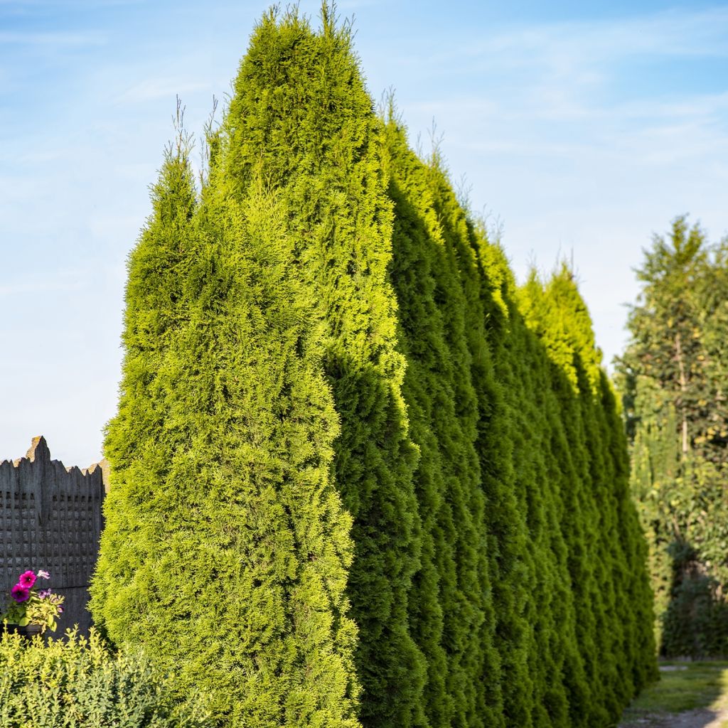 Thuja plicata Martin - Western Red Cedar