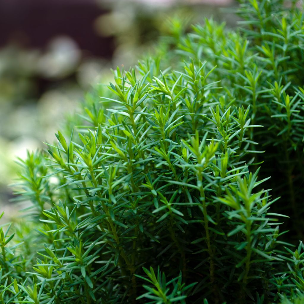 Thuja occidentalis Teddy - Canadian Arborvitae