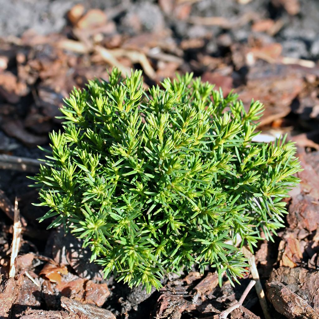 Thuja occidentalis Teddy - Canadian Arborvitae
