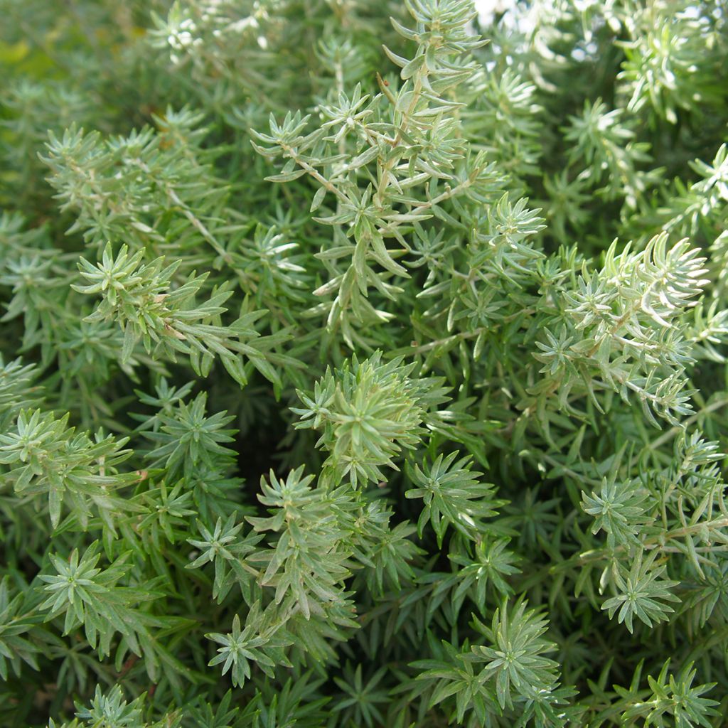Thuja occidentalis Teddy - Canadian Arborvitae