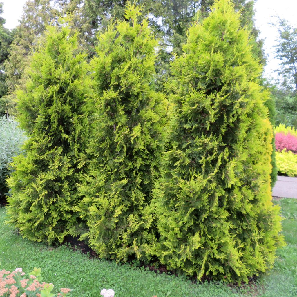 Thuja occidentalis Golden Brabant - Eastern White Cedar