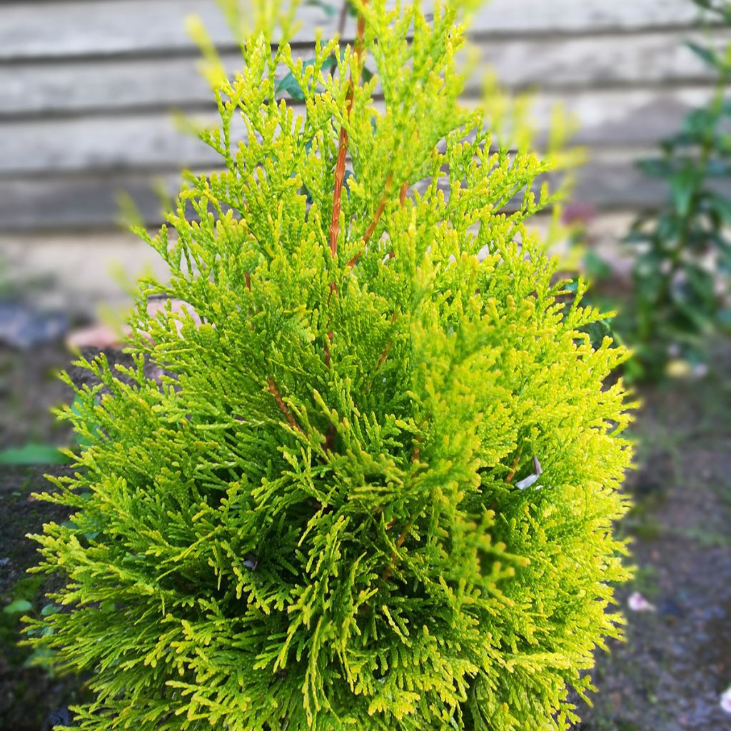 Thuja occidentalis Malonyana Aurea - Eastern White Cedar