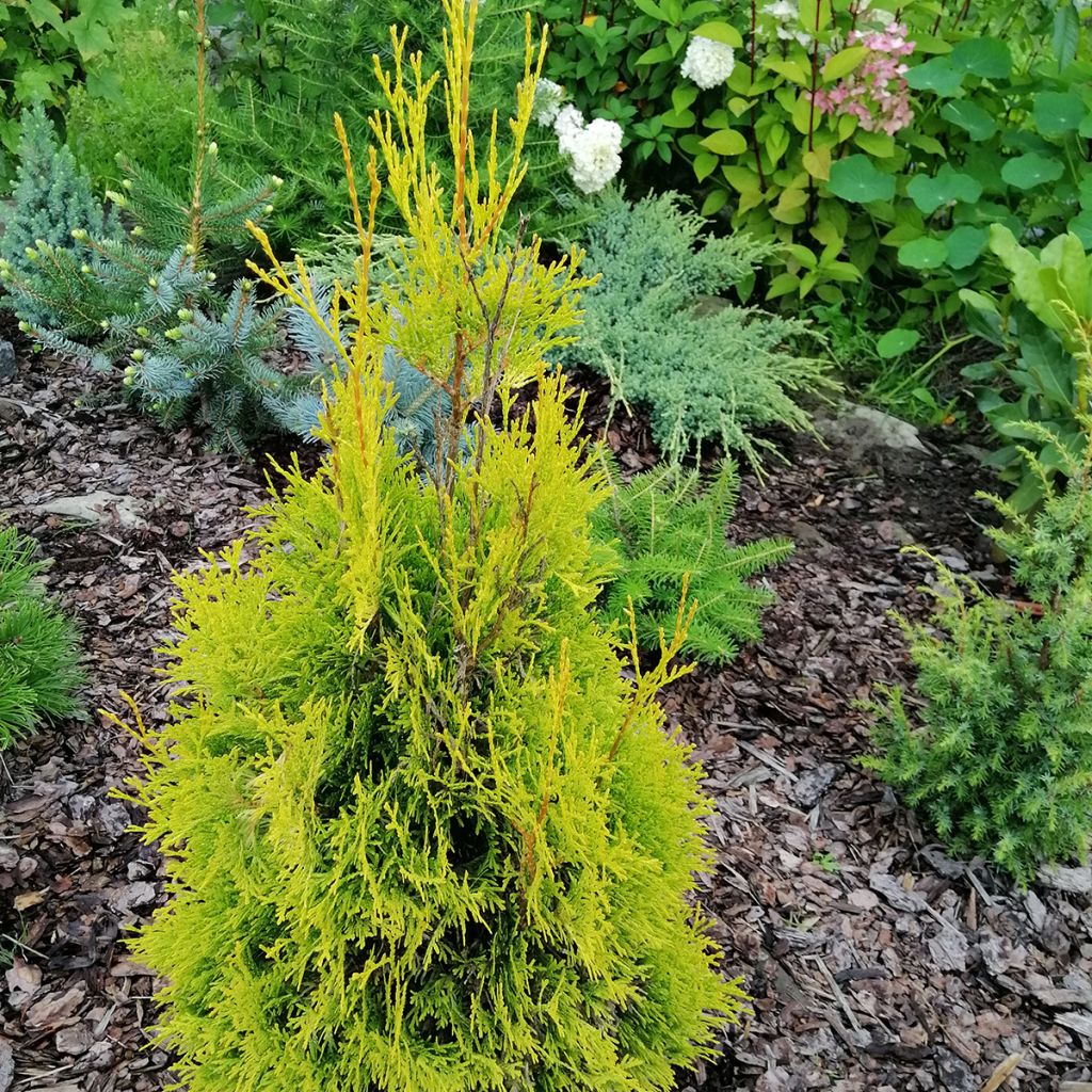 Thuja occidentalis Malonyana Aurea - Eastern White Cedar