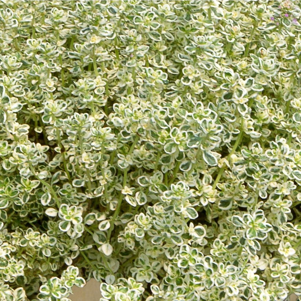 Thymus Sparkling Bright - Thym panaché en mini-motte