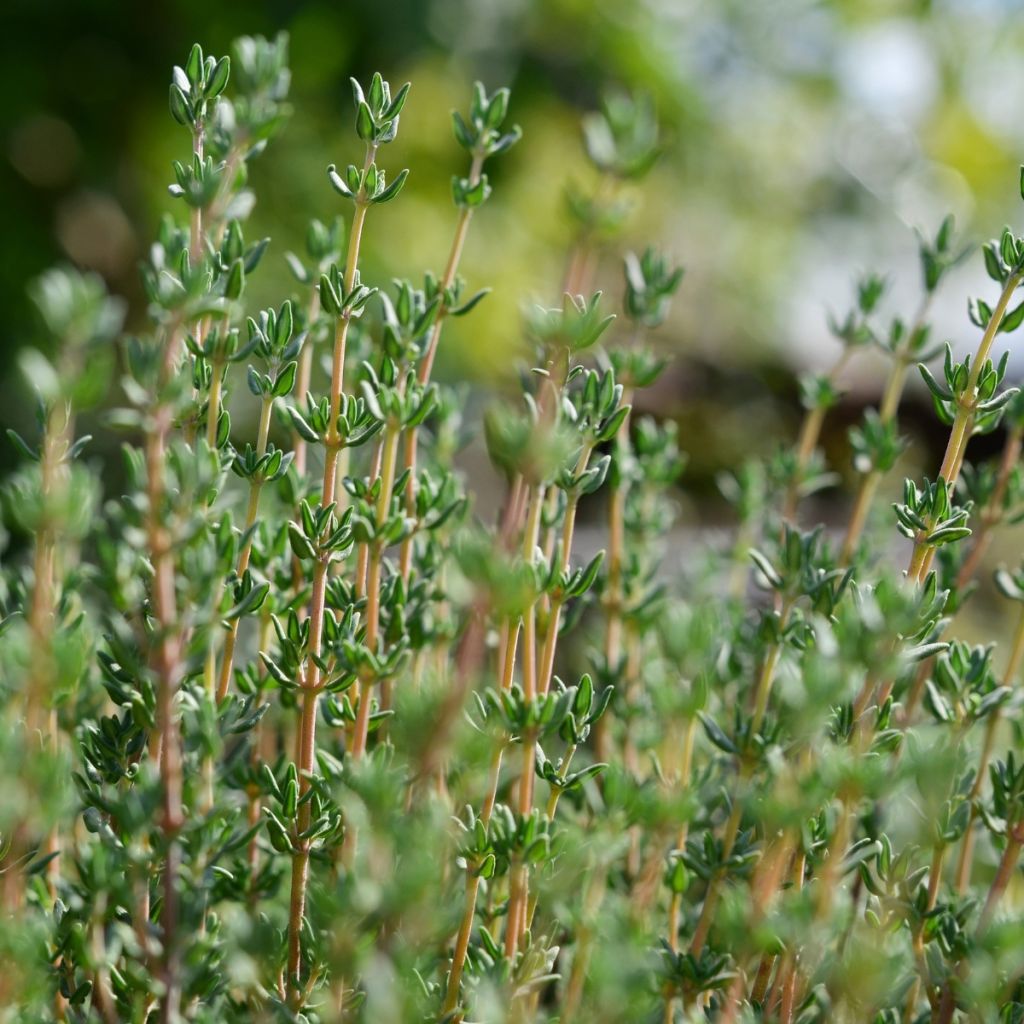 Thymus vulgaris Provence