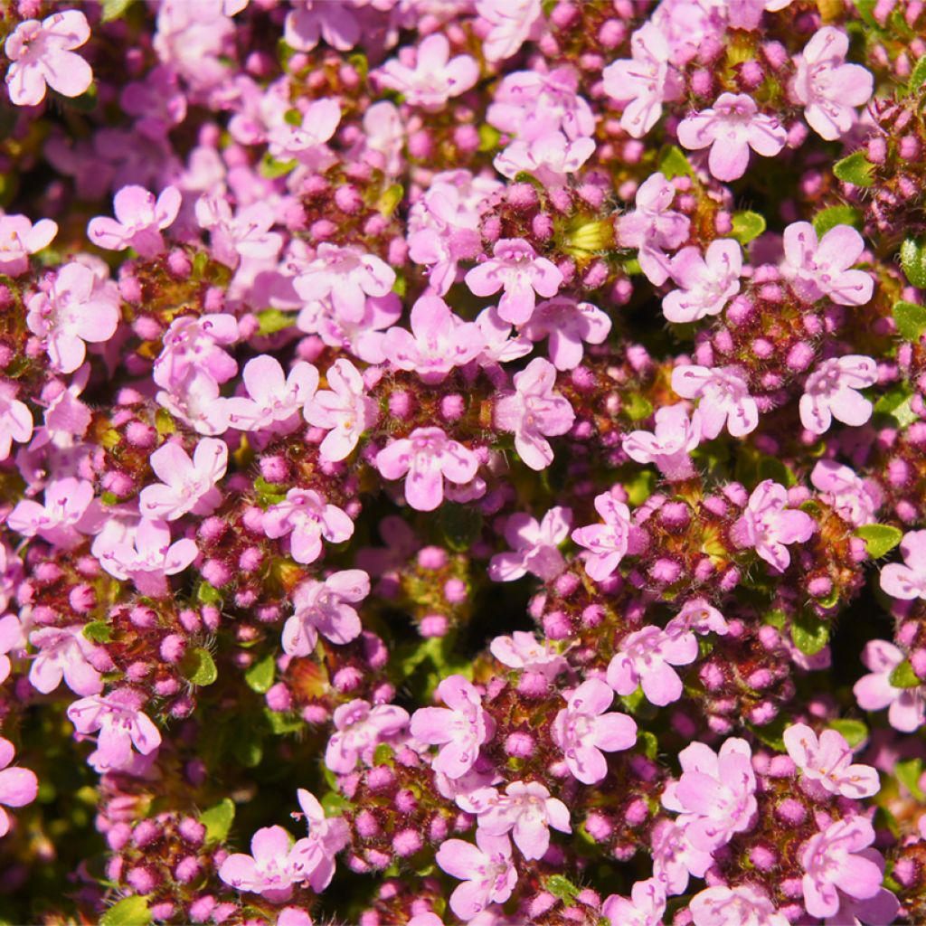 Thymus serpyllum Magic Carpet - Creeping thyme