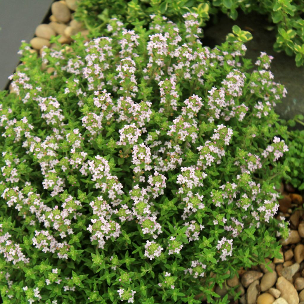 Thymus vulgaris Compactus - Common Organic Thyme