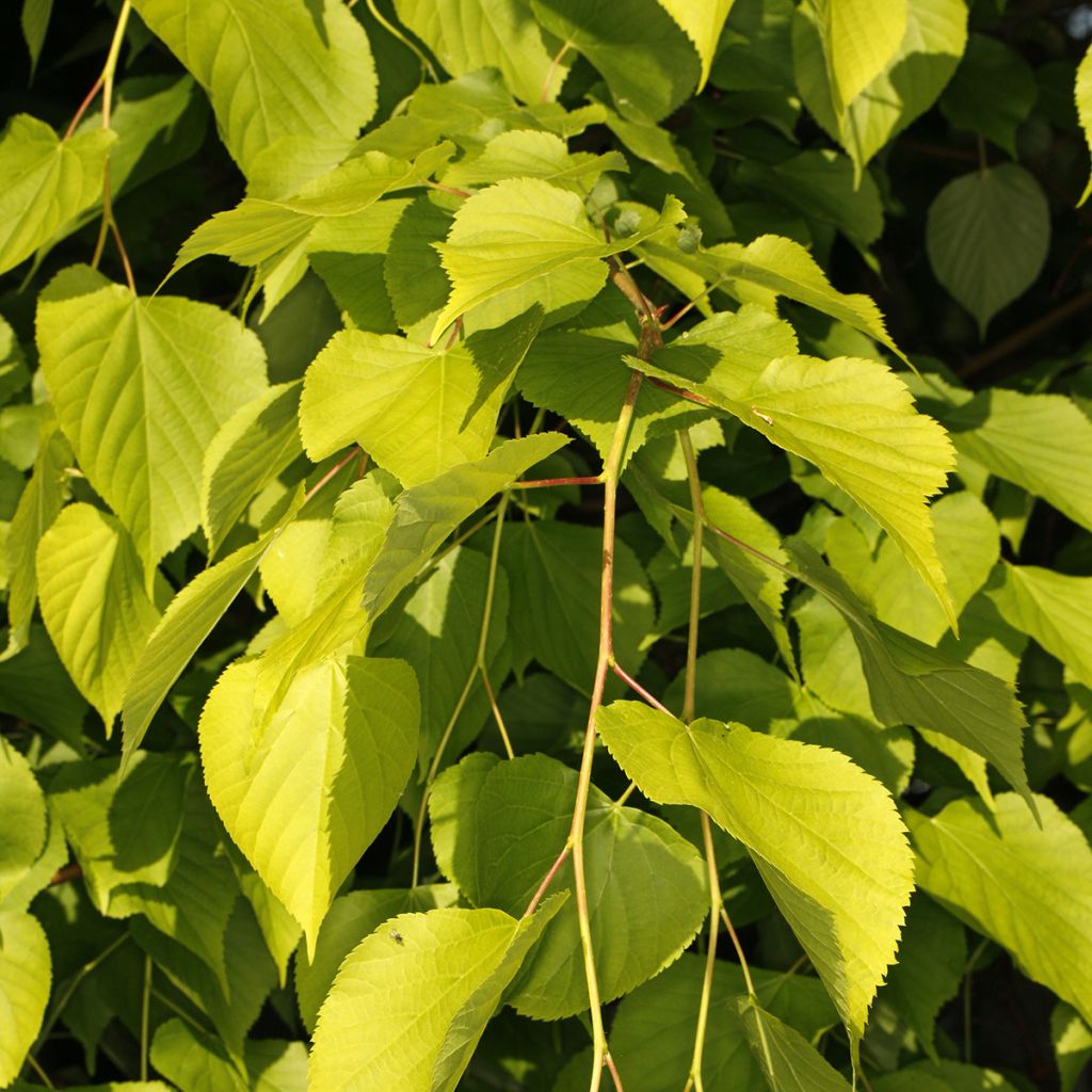 Tilia x europaea Wratislaviensis - Common Lime