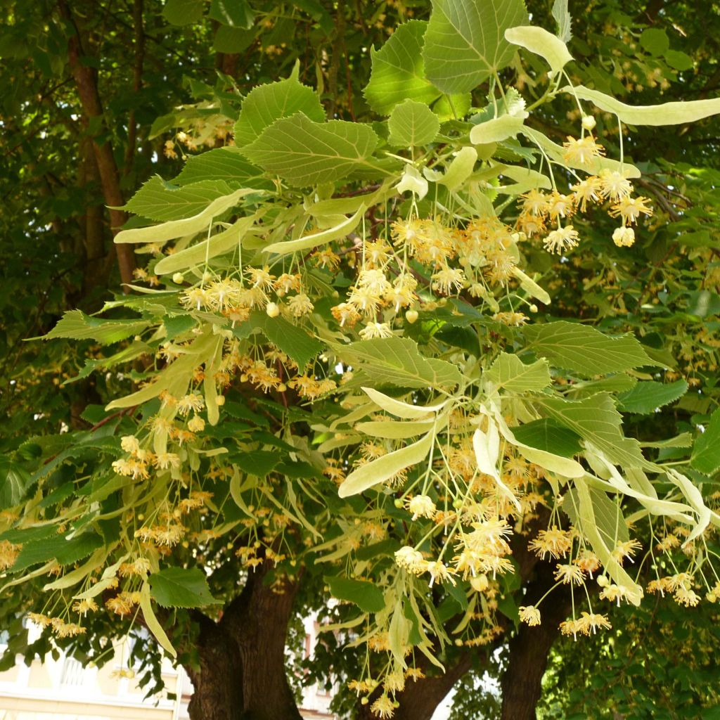 Tilia platyphyllos Rubra