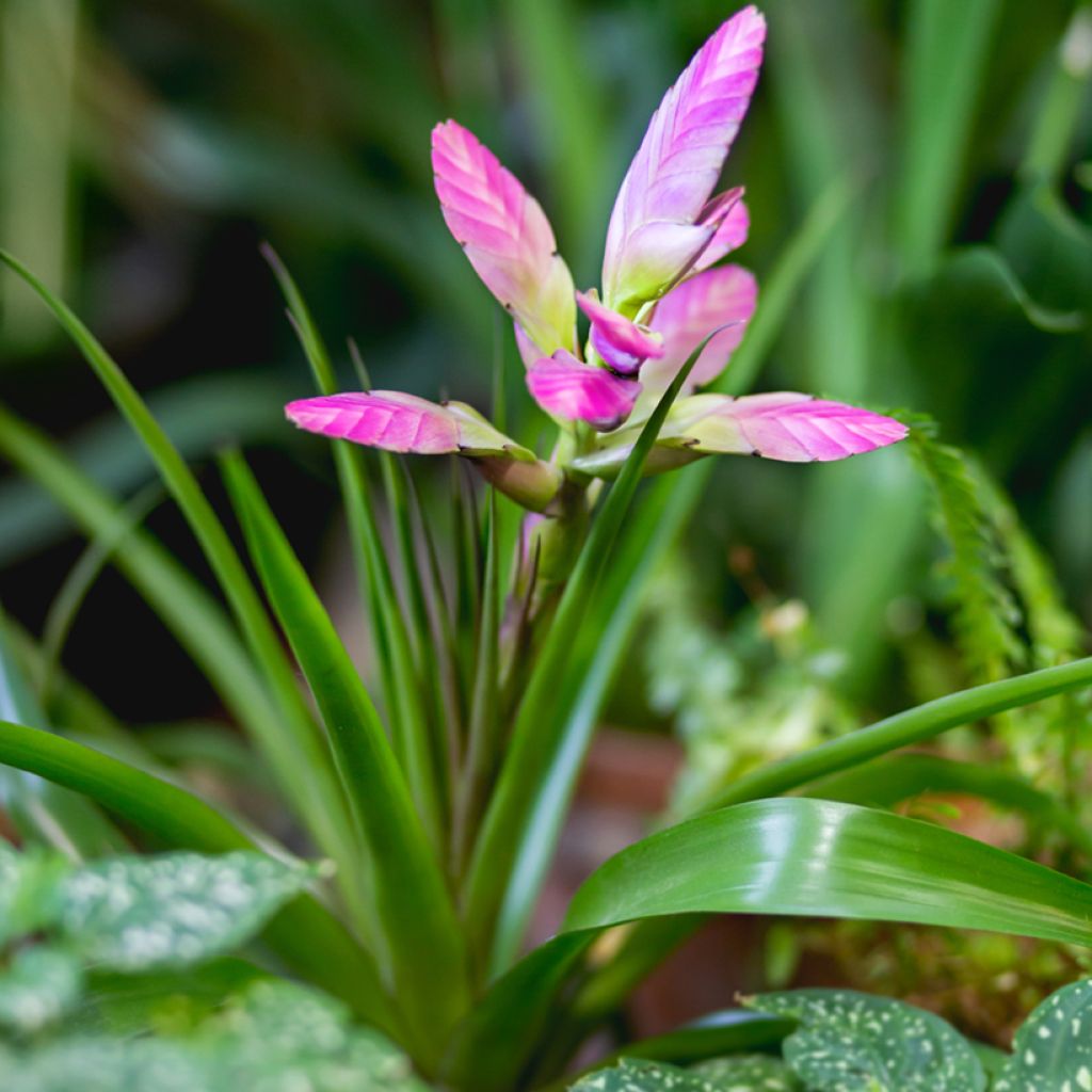 Tillandsia x Andreas - Air plant