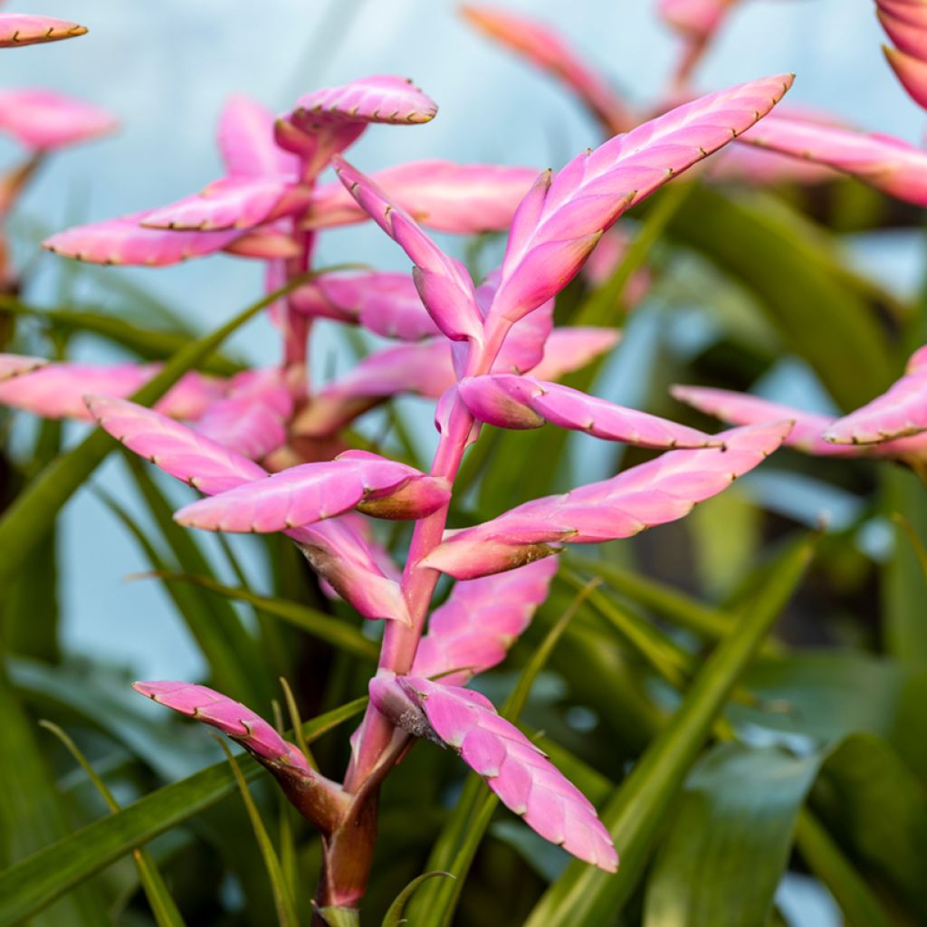Tillandsia x Andreas - Air plant