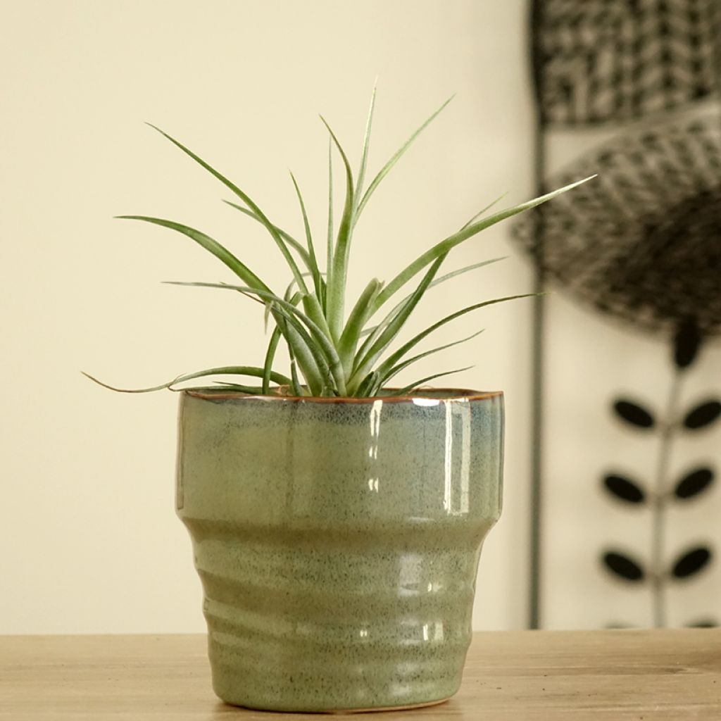 Tillandsia Mizuki - Air plant