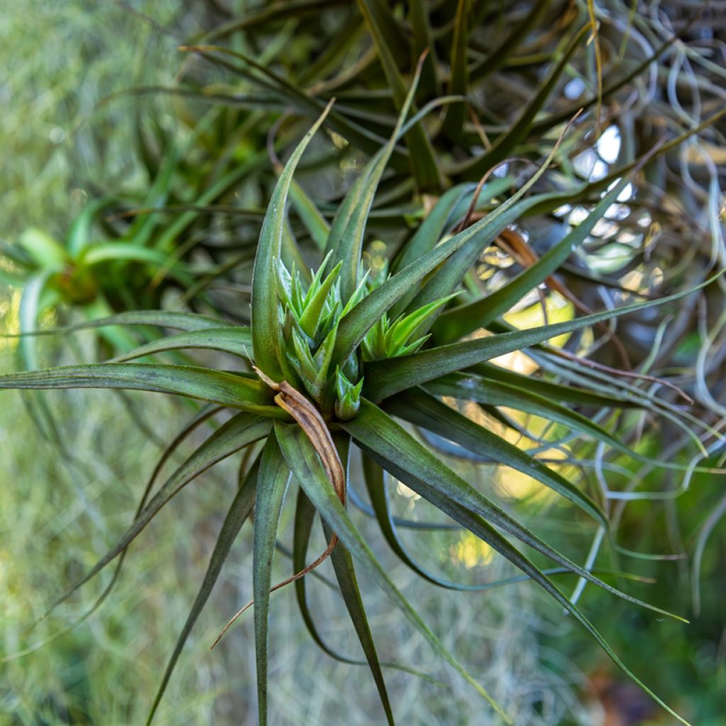 Tillandsia Mizuki - Air plant