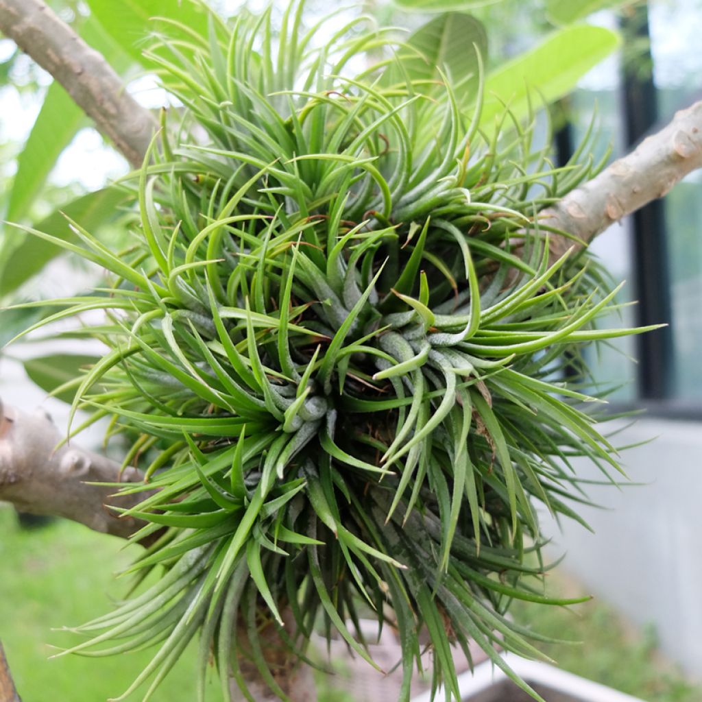Tillandsia Mizuki - Air plant