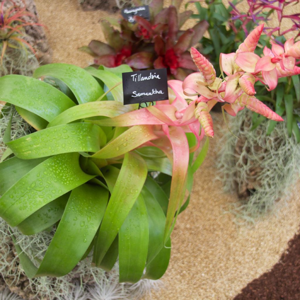 Tillandsia Samantha - Air plant