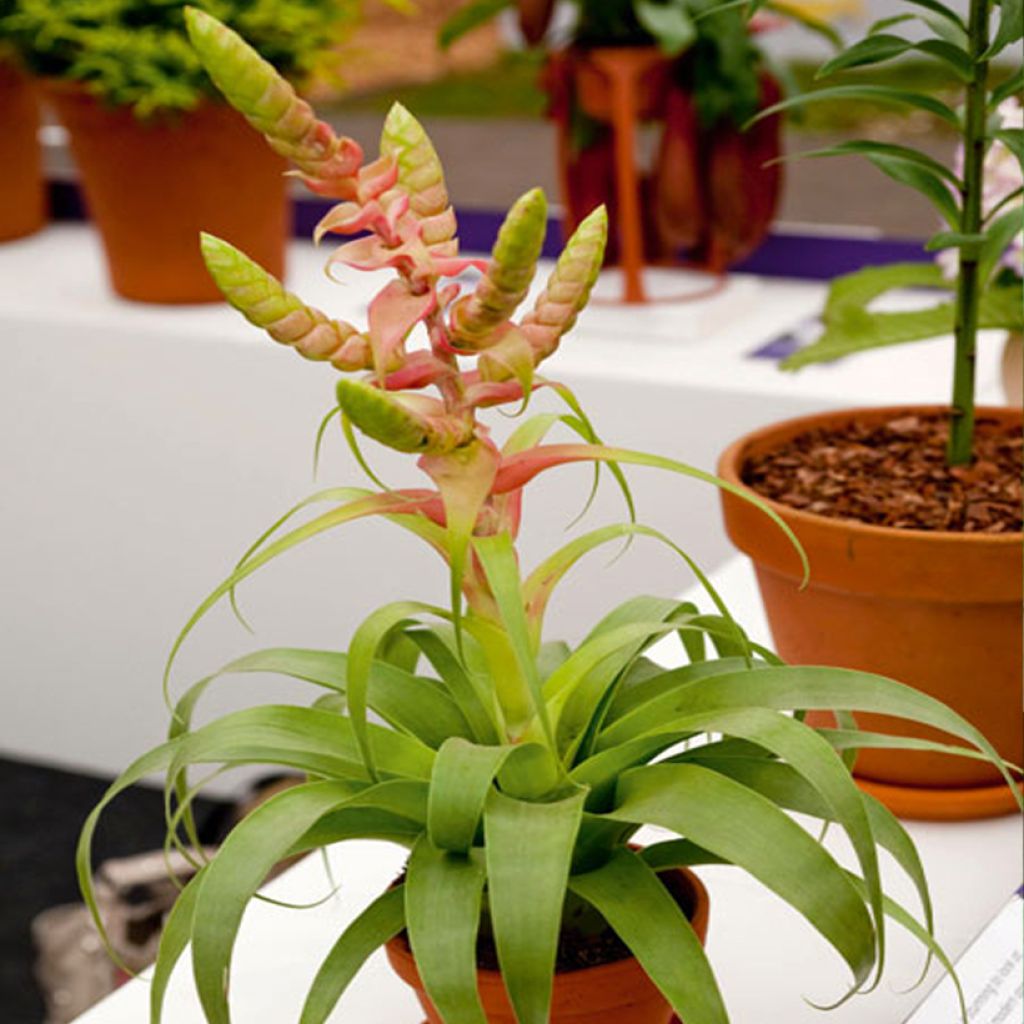 Tillandsia Samantha - Air plant