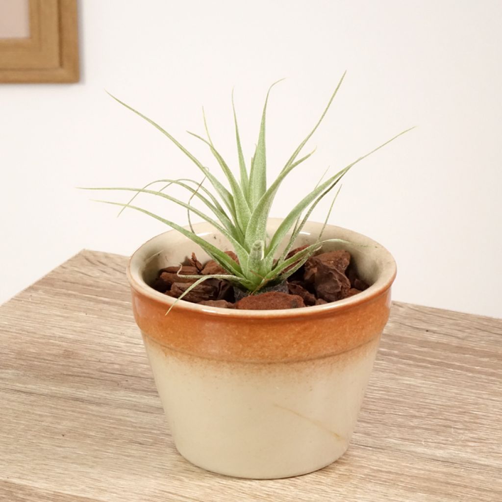 Tillandsia Samantha - Air plant