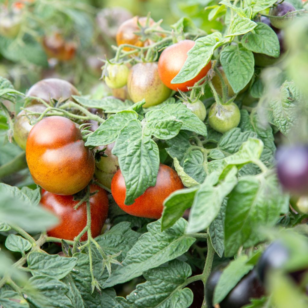 Solanum lycopersicum Akoya F1 seeds - cherry tomato