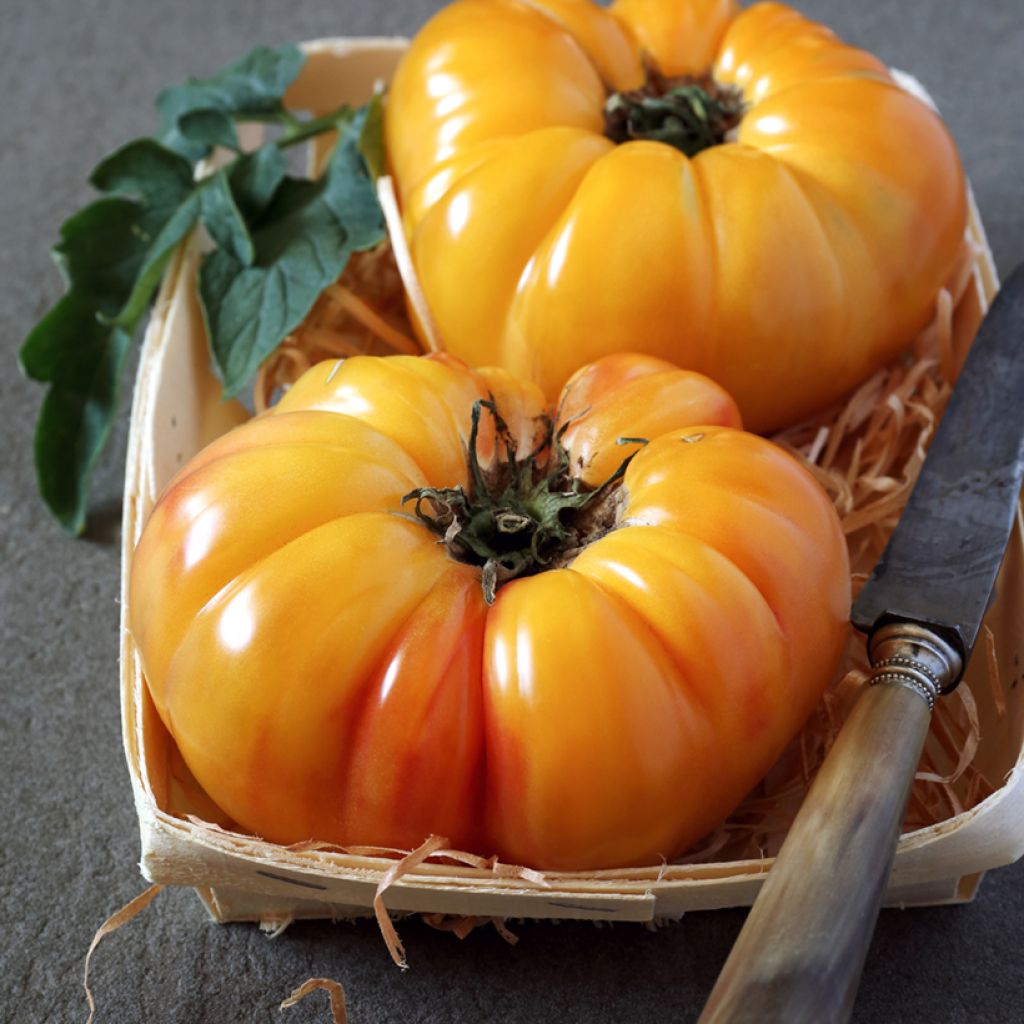 Tomato Pineapple organic seeds