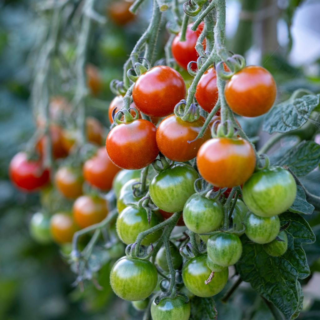 Cherry Tomato Gardener's Delight organic seeds