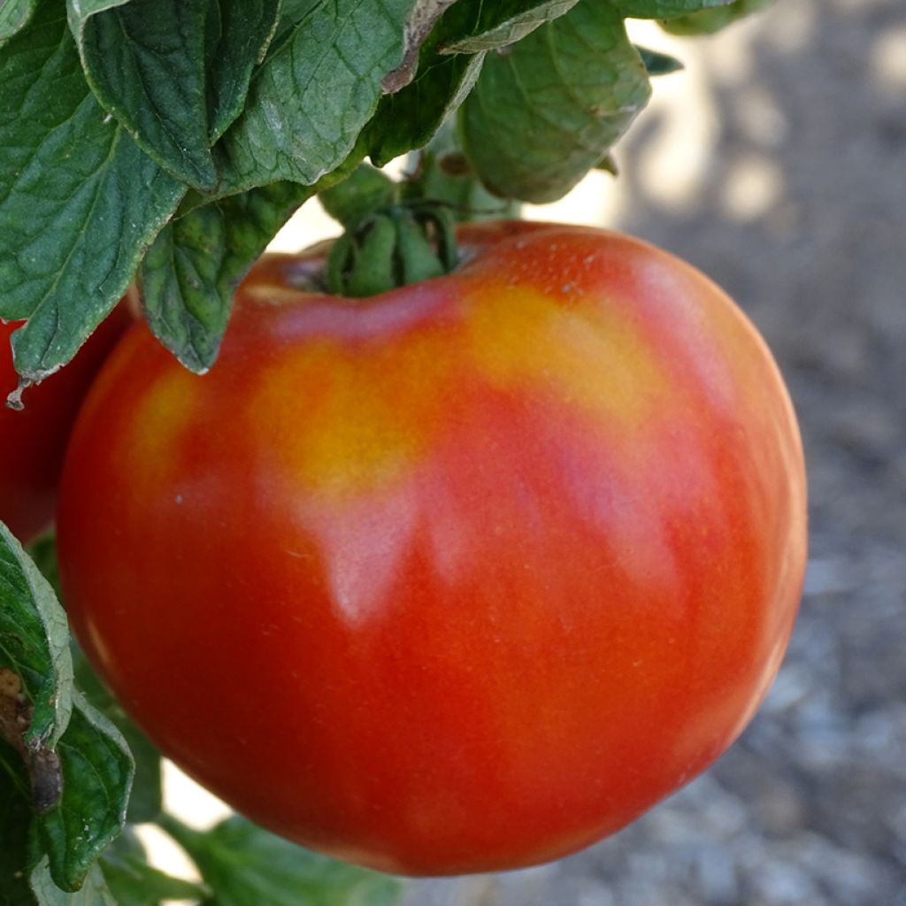 Maestria F1 Organic Tomato - La Sélection du Chef