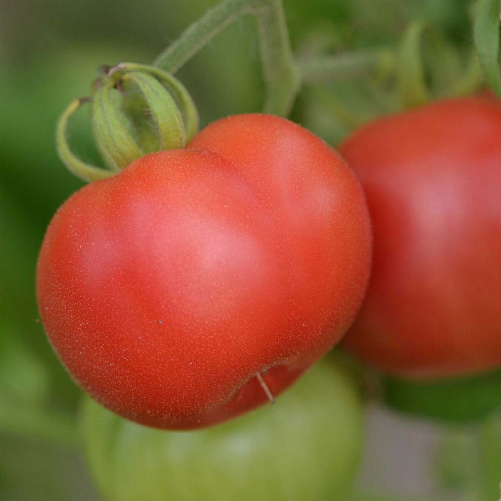 Mikado Violetor Organic Tomato - Ferme de Sainte Marthe seeds