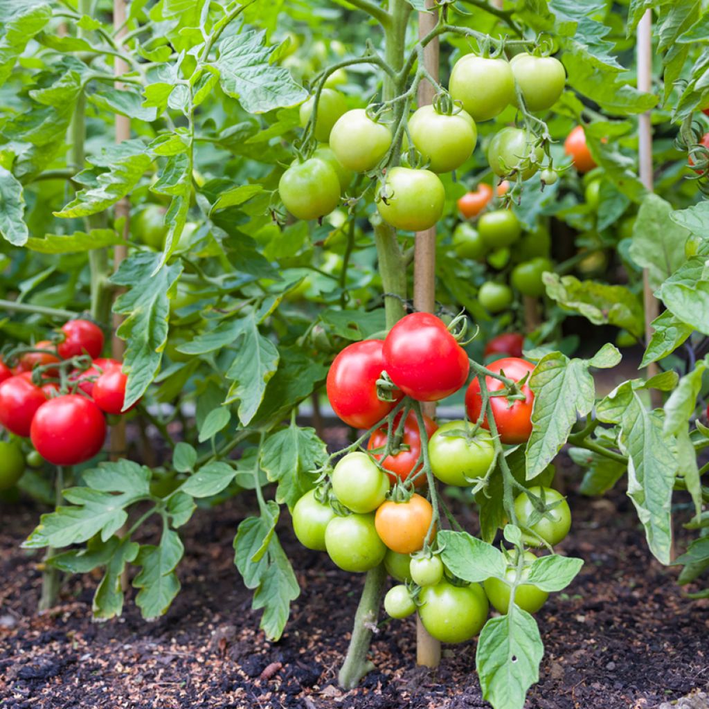 Tomato Moneymaker organic seeds