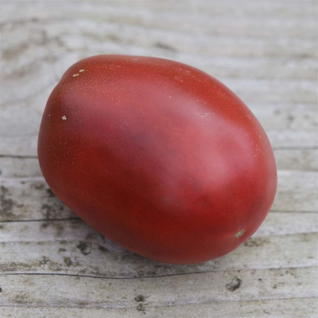 Tomate Purple Russian Bio - Ferme de Sainte Marthe