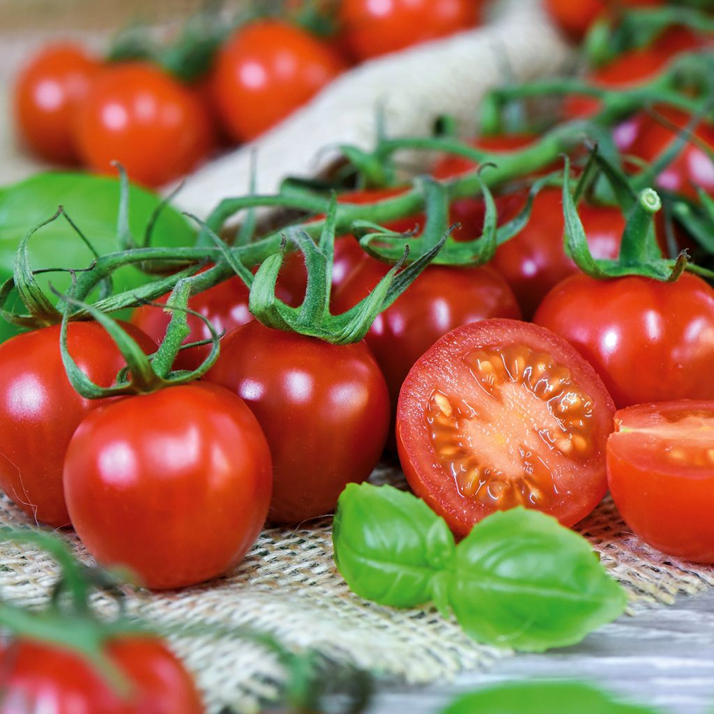 Rubylicious F1 Tomato seeds