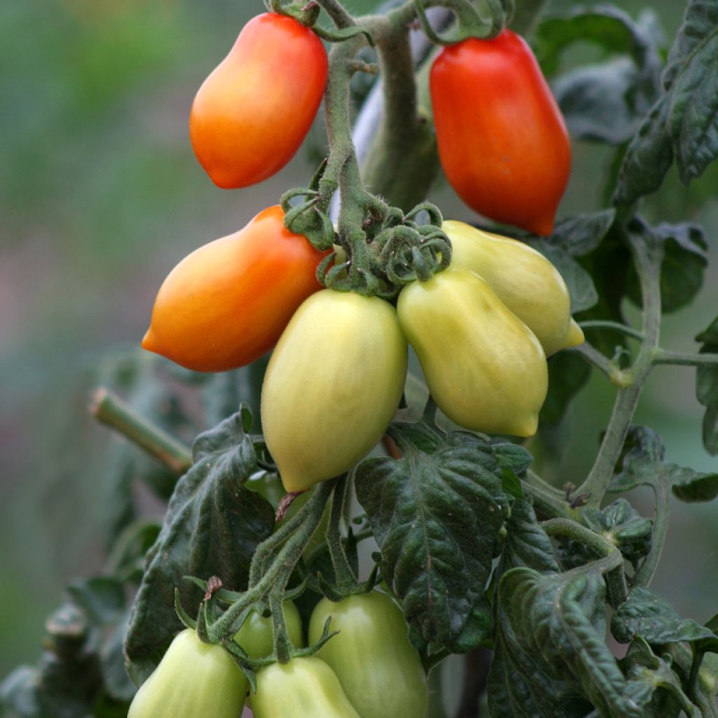 Tomato San Marzano 2 organic seeds