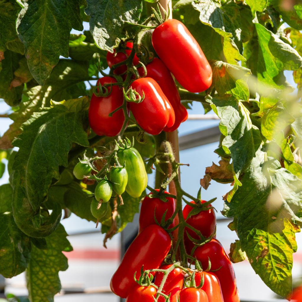 Tomato San Marzano 2 organic seeds