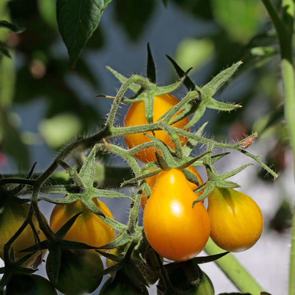 Cherry Tomato Yellow Pear seeds