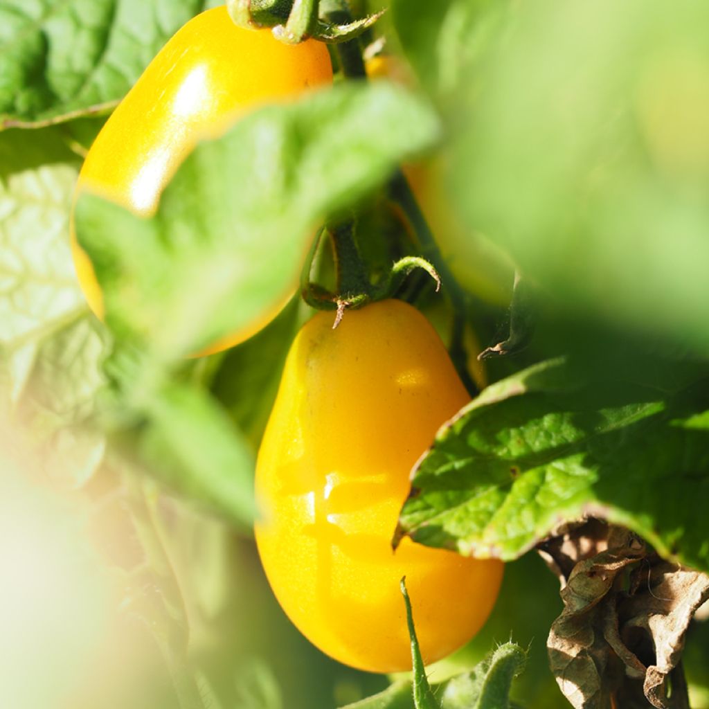 Cherry Tomato Yellow Pear seeds