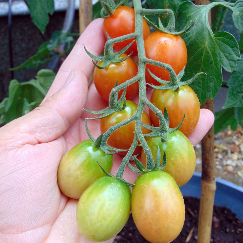 Tomate cerise Tutti Frutti en plants