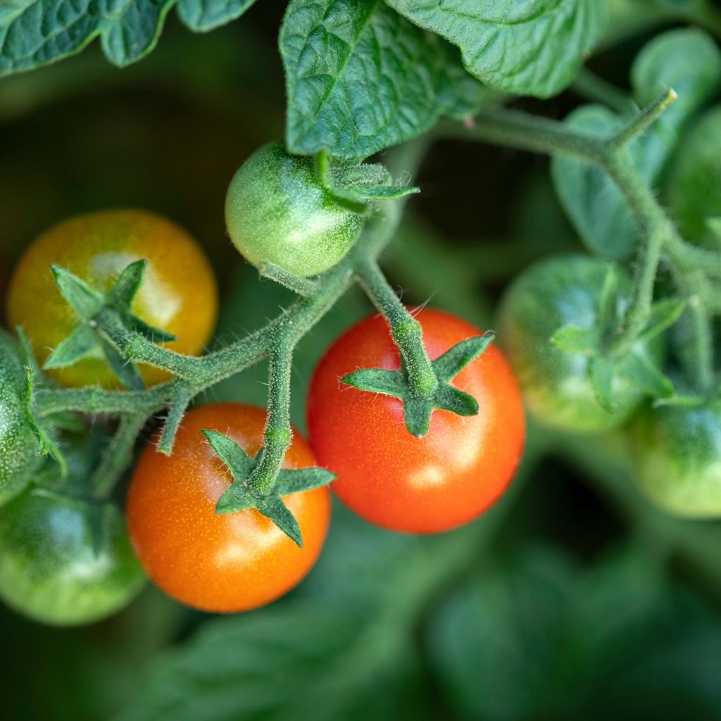Cherry tomato