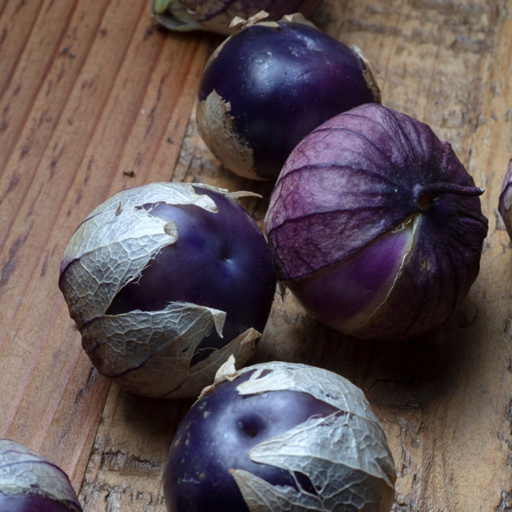 Purple Tomatillo - Ferme de Sainte Marthe seeds