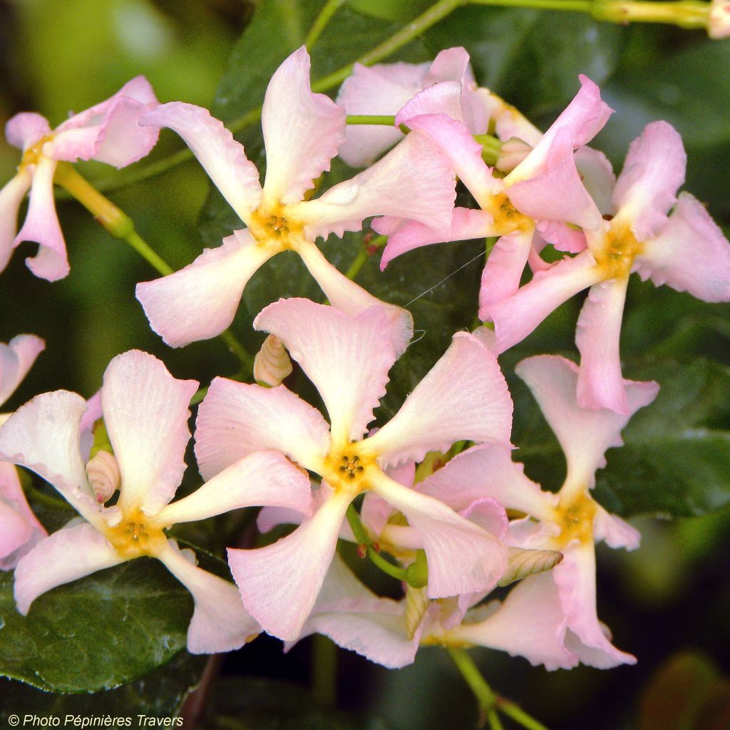 Trachelospermum asiaticum Pink Showers® - Jasmin étoilé
