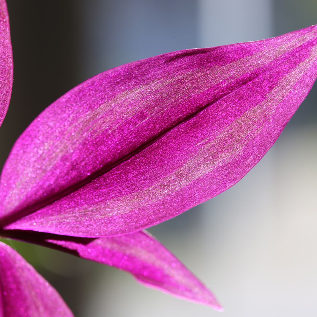 Tradescantia zebrina Pink Paradise - Silver inch plant