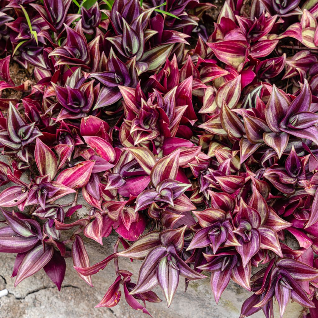 Tradescantia zebrina Pink Paradise - Silver inch plant