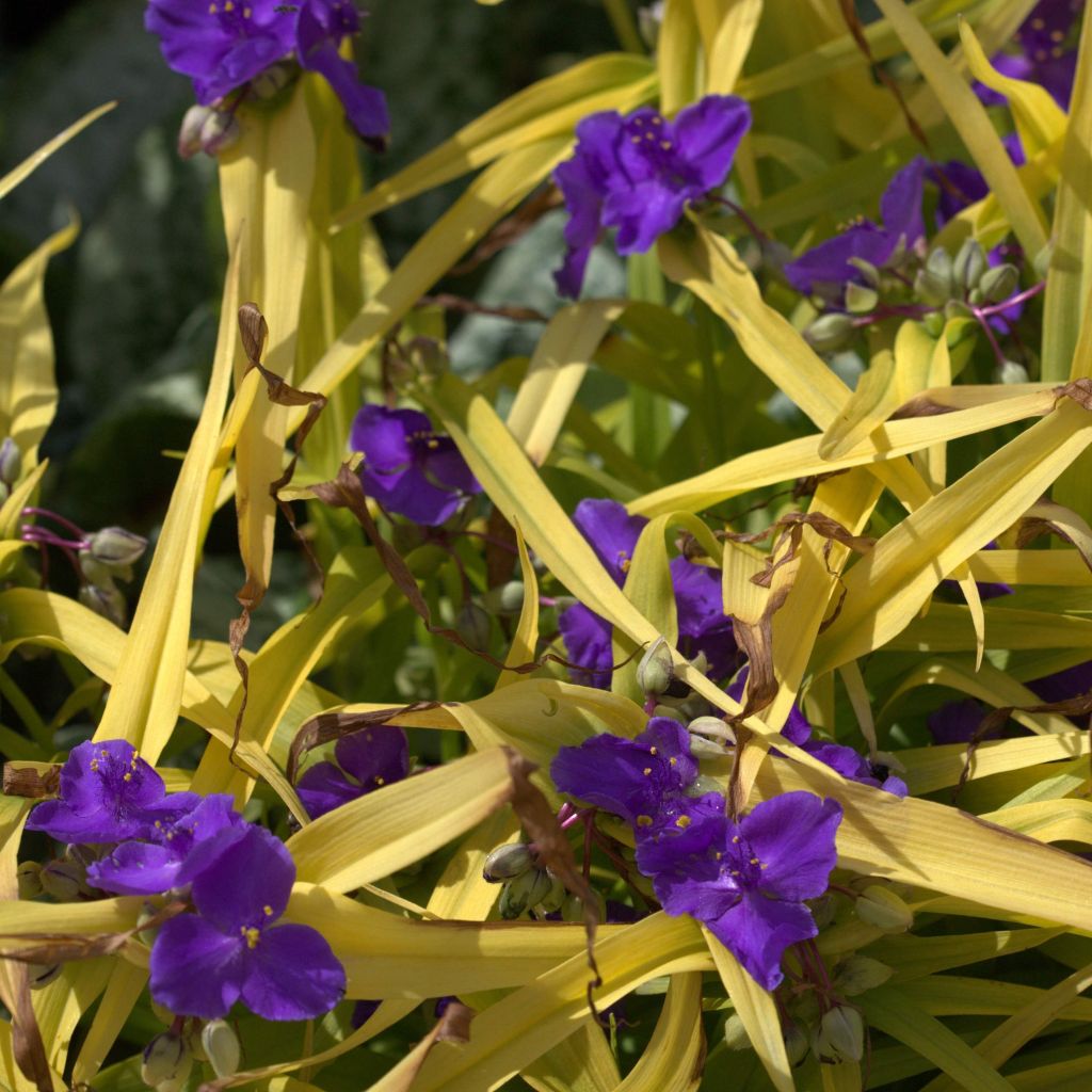 Ephémère de Virginie, Tradescantia andersoniana Blue and Gold