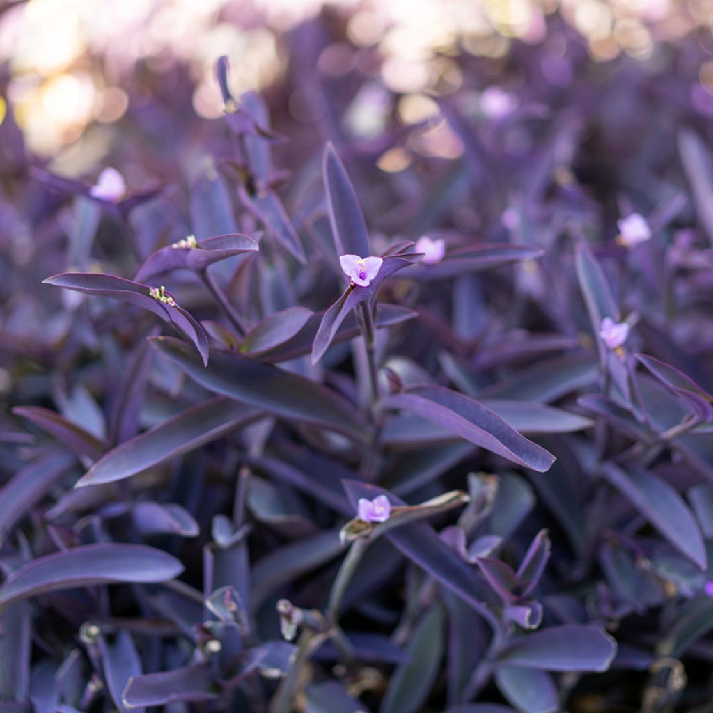 Tradescantia pallida Purple Heart - purple-heart spiderwort