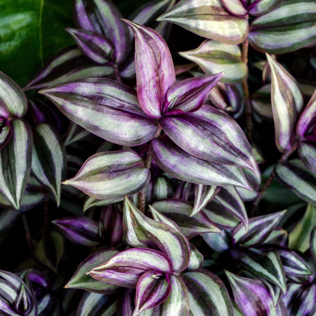 Tradescantia zebrina Pink Joy - Silver inch plant