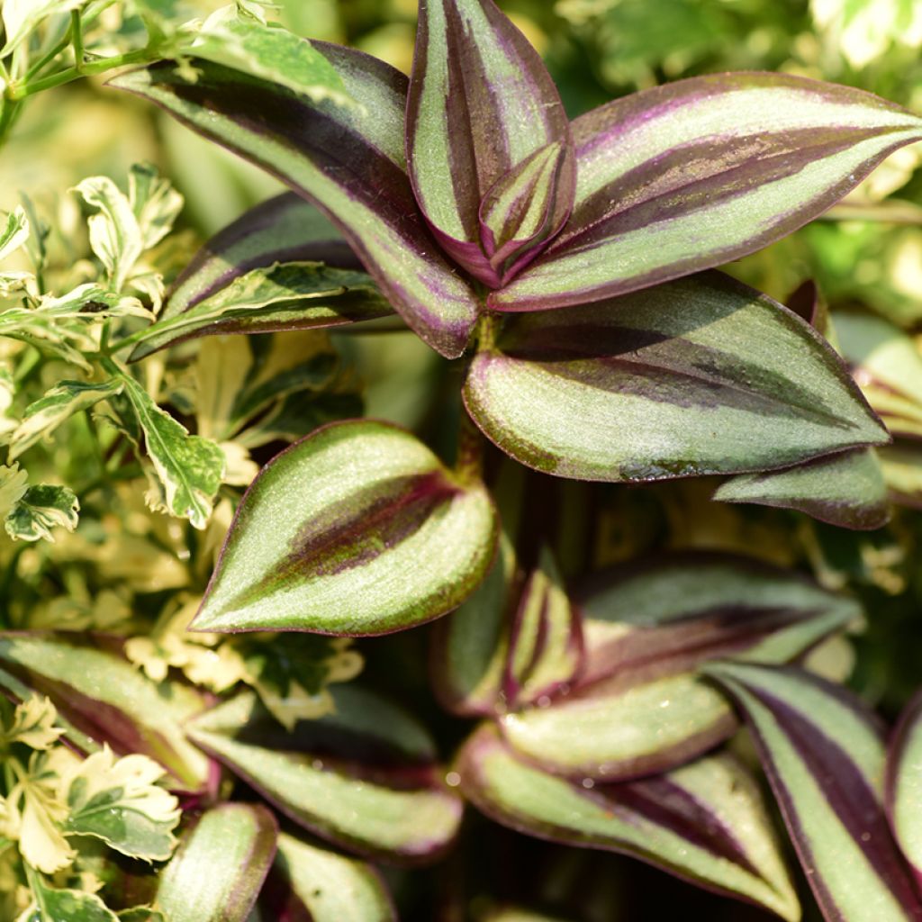 Tradescantia zebrina Pink Joy - Silver inch plant