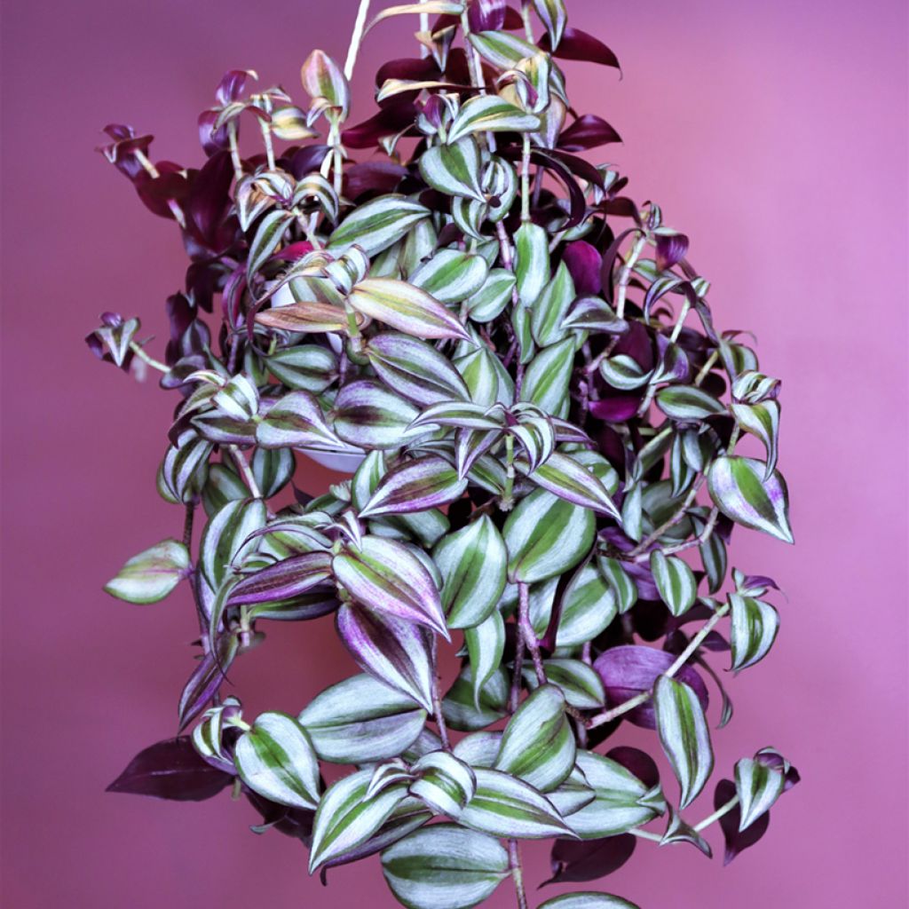 Tradescantia zebrina Pink Joy - Silver inch plant