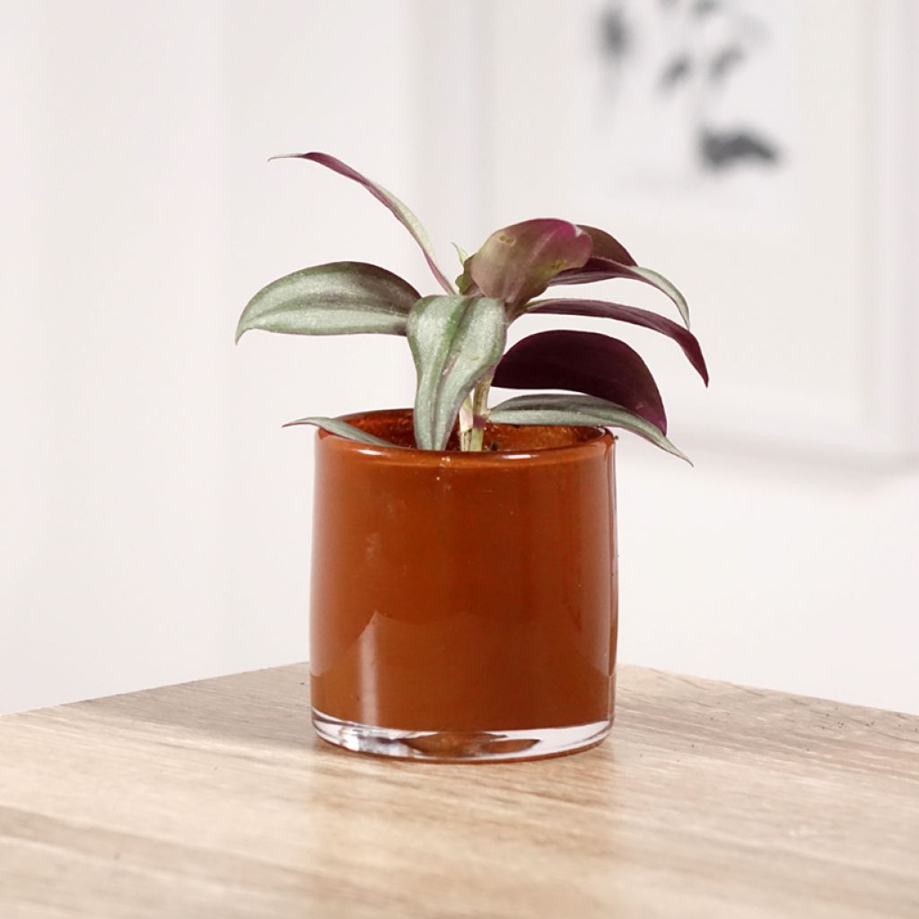 Tradescantia zebrina Pink Joy - Silver inch plant
