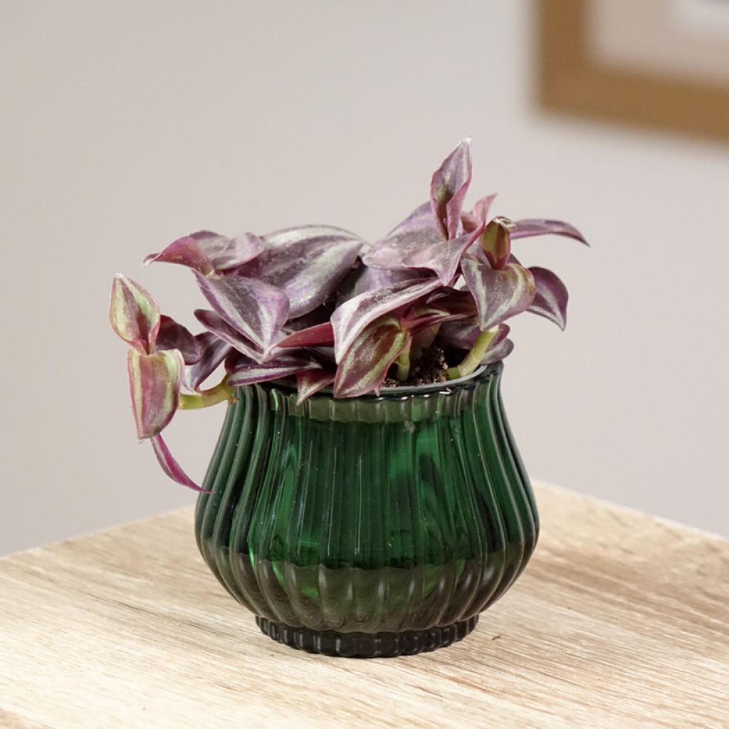 Tradescantia zebrina Purple Joy - Silver inch plant