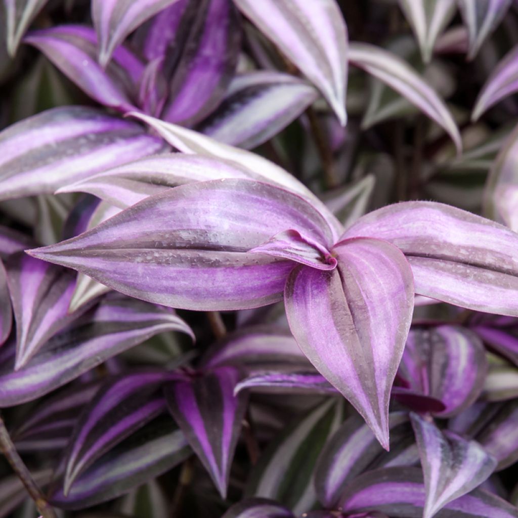 Tradescantia zebrina Purple Joy - Silver inch plant